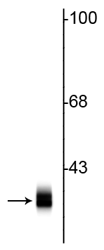 Western blot of rat cortical lysate showing specific immunolabeling of the ~ 36 kDa syntaxin 1A protein. 