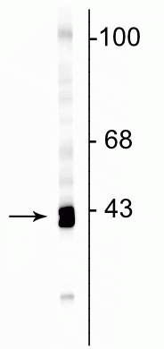 Western blot of rat cortical lysate showing specific immunolabeling of the ~43 kDa GAP43 protein.