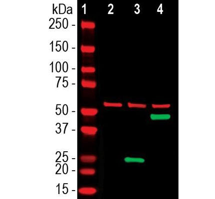 Western blot showing specific labeling of SARS-CoV-2 at ~ 25k in green in lane 3. Lane 4 shows GFP-tagged SARS-CoV-2 at ~ 50k in green and lane 2 shows no CoV-2 staining in untransfected cells. The red bands show staining with HSP60 as a loading control.