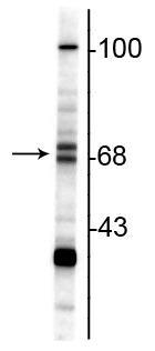 Western blot of rat hippocampal lysate showing specific immunolabeling of the ~68/70 kDa ChAT. 