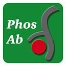 β-Catenin Tyr-142)[γ-Catenin (Tyr-133)], phospho-specific Antibody