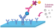 elisa assay procedure 5