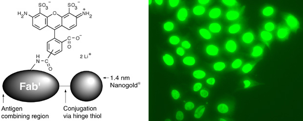 [Alexa Fluor® 488 FluoroNanogold: structure and fluorescence staining] (48k)]