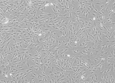 Dog Mesenchymal Stem Cells CAXMX-01001