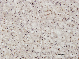 Immunohistochemistry (Formalin/PFA-fixed paraffin-embedded sections)