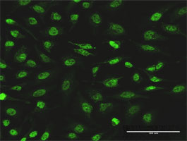 Immunofluorescence