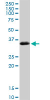 Western Blot (Cell lysate)