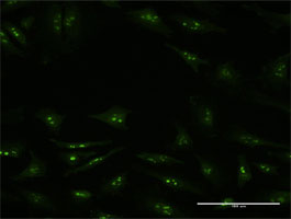 Immunofluorescence