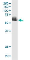 Western Blot (Cell lysate)