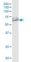 Western Blot (Cell lysate)