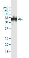 Western Blot (Cell lysate)