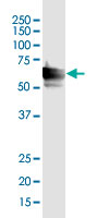 Western Blot (Cell lysate)