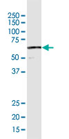 Western Blot (Cell lysate)