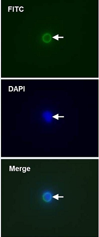 Immunofluorescence