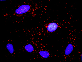 <em>In situ</em> Proximity Ligation Assay (Cell)