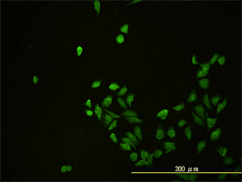 Immunofluorescence