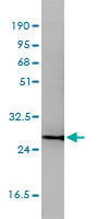 Western Blot (Cell lysate)