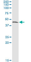 Western Blot (Tissue lysate)