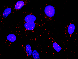 <em>In situ</em> Proximity Ligation Assay (Cell)