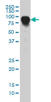 Western Blot (Cell lysate)