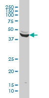 Western Blot (Cell lysate)