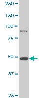 Western Blot (Cell lysate)