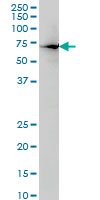 Western Blot (Cell lysate)