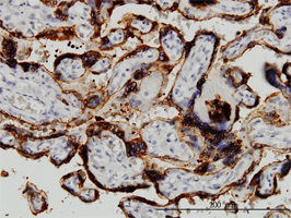 Immunohistochemistry (Formalin/PFA-fixed paraffin-embedded sections)