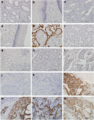 Immunohistochemistry (Formalin/PFA-fixed paraffin-embedded sections)