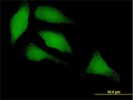 Immunofluorescence