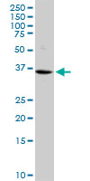 Western Blot (Cell lysate)