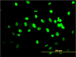 Immunofluorescence