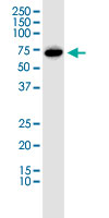 Western Blot (Cell lysate)