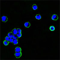 Immunofluorescence