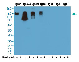 Western Blot