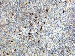 Immunohistochemistry (Formalin/PFA-fixed paraffin-embedded sections)