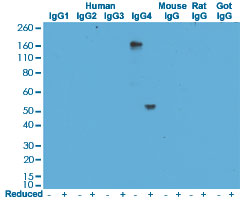 Western Blot