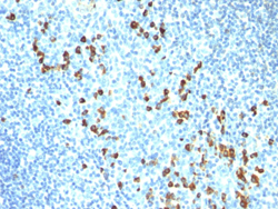 Immunohistochemistry (Formalin/PFA-fixed paraffin-embedded sections)