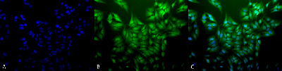 Immunocytochemistry