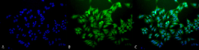 Immunocytochemistry