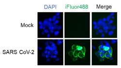 Immunofluorescence