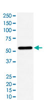 Western Blot (Cell lysate)