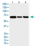 Western Blot (Cell lysate)