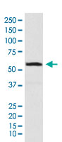 Western Blot (Cell lysate)