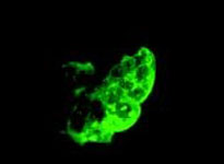 Immunofluorescence