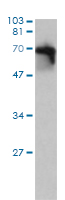 Western Blot