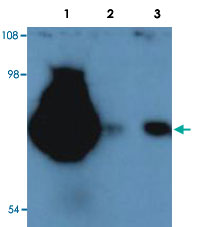 Western Blot (Cell lysate)