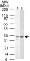 Western Blot (Cell lysate)