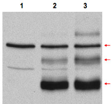 Western Blot (Transfected lysate)