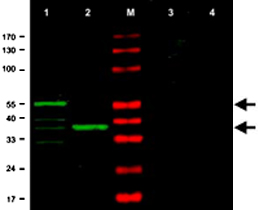 Western Blot (Cell lysate)